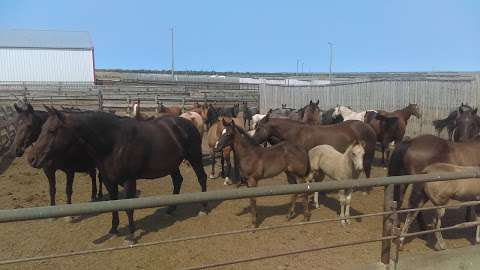 Red Coat Cattle Feeders